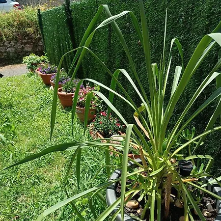 아파트 Arena Tu En *